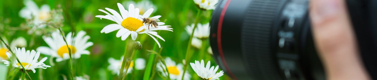 Bi på blomma fotograferat med DSLR-kamera